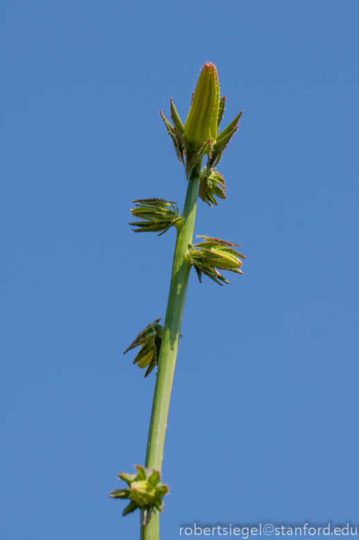michauxia bellflower